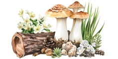 champignons et fleurs